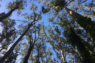 Presidio Trail Run - Tall trees