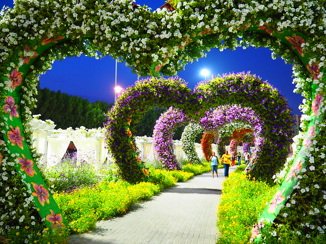 P1211199 DUBAI MIRACLE GARDEN(ドバイ・ミラクル・ガーデン/حديقة الزهور بدبي)