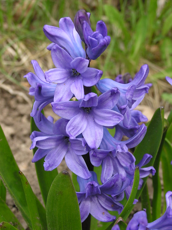 Hyacinthus orientalis 'Blue Jacket'