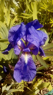 The Irises in Our Garden - Purple