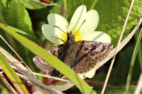 Dingy Skipper Erynnis tages