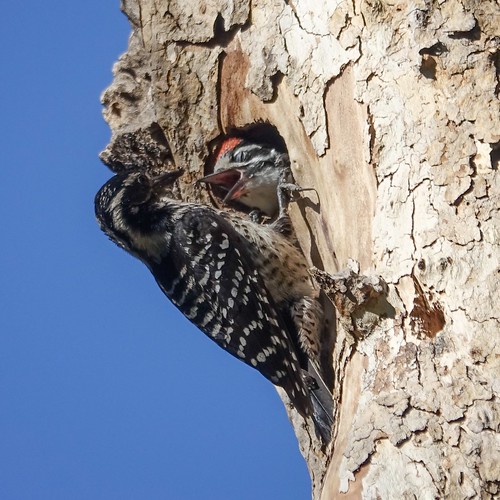 Nuttall's woodpecker feeding