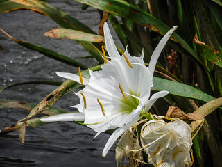 Landsford Canal Spider Lilies-077