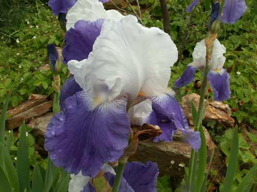 Iris 'Arpege' - Flora [identification] 34688580695_e56ff313eb