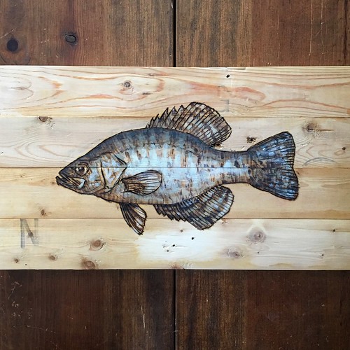 Crappie fish in pyrography and acrylic.