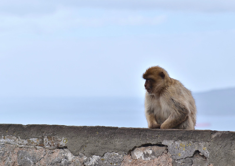 Gibraltarin apinat