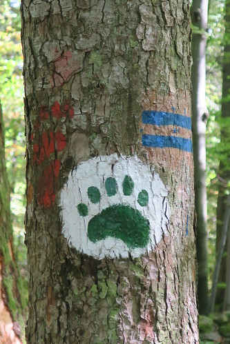 Workshop about presenting old-growth forests to children, Slovenia