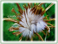 Fruit of Gazania rigens (Treasure Flower, Terracotta Gazania, Coastal Gazania, Butter Flower) with silky hairs, 17 May 2017