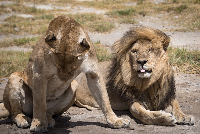 Lion Lovers - The Serengeti
