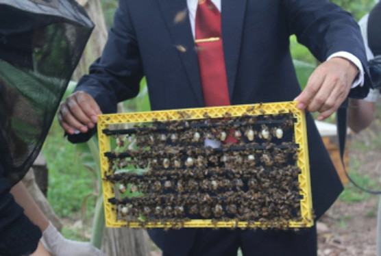 Beekeeping Training (Hanoi, Vietnam)