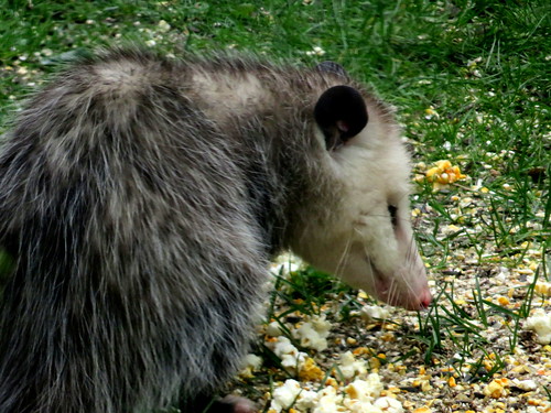 possum