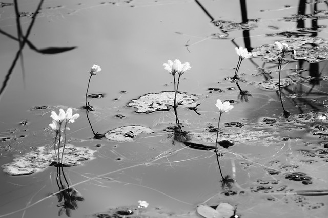 Wet season waterlilies