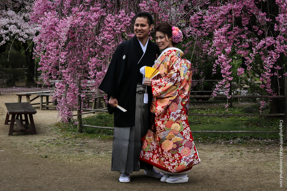 Жена брата японки. Японская свадьба. Свадьба в Японии. Традиционная японская свадьба. Традиционная свадьба в Японии.