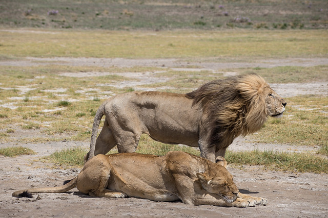 Lion Lovers - The Serengeti