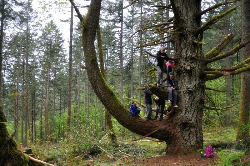 Tree Climbing @ Mt. Hope Chronicles