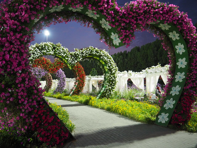 P1211207 DUBAI MIRACLE GARDEN(ドバイ・ミラクル・ガーデン/حديقة الزهور بدبي)