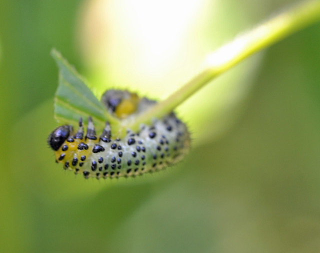 a gooseberry sawfly larva