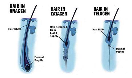 落髮跟禿頭有許多因素造成，了解落髮跟禿頭的原因，對症下藥才是根本！現代人認為治療落髮跟禿頭只有植髮才有效。真皮層基質生髮術是美上美皮膚科獨有的生髮技術