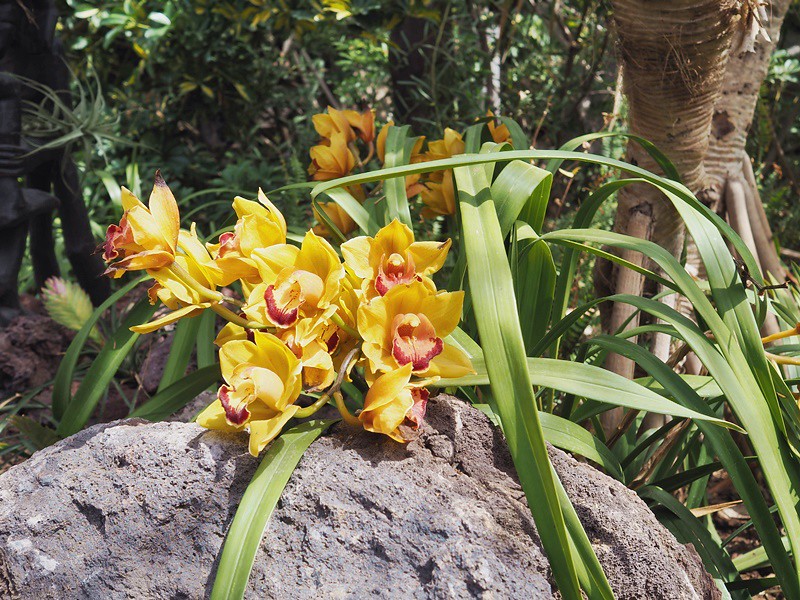 junglepark-flowers-yellow-kotkapuisto-tenerife-teneriffa