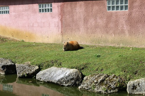 capybara lying on grass