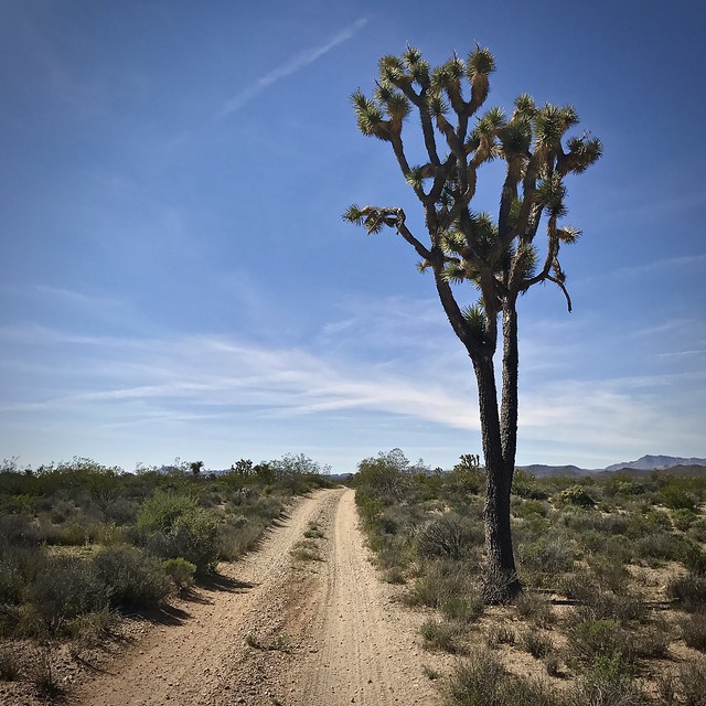 Tall joshua tree in Lanfair Valley on the Mojave Road