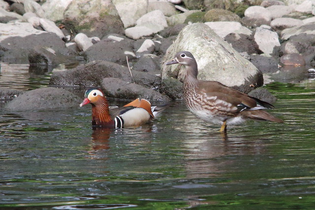 Pair of Mandaring Duck