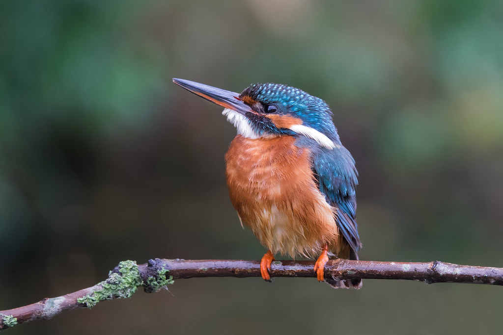 Incredibly rare shots of a kingfisher were taken by photographer Gustav Kiburg on the Sony RX10 III, which features an extended 600mm super-telephoto zoom lens and silent shutter capability, to ensure the endangered animal was not disturbed