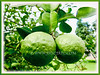 Citrus hystrix (Thai Lime, Kaffir Lime, Makrut Lime, Mauritius Papeda, Limau Purut)