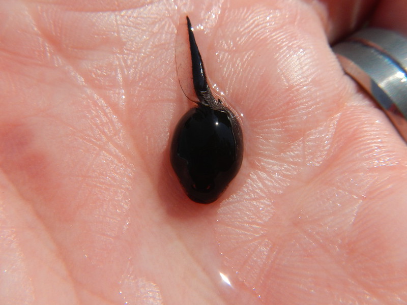 Visual Guide to Tadpoles and Morphs of the Eastern U.S. - Field