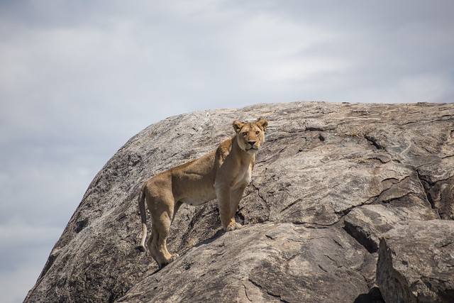 Gazing Outward - Lion Rock