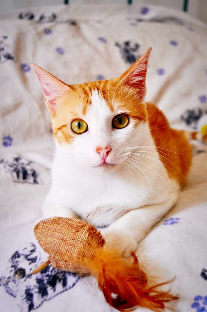 Víctor, gatito blanco y naranja muy dulce esterilizado, nacido en Agosto´16, en adopción. Valencia. ADOPTADO. 34026838150_6c6d51c8b6_z