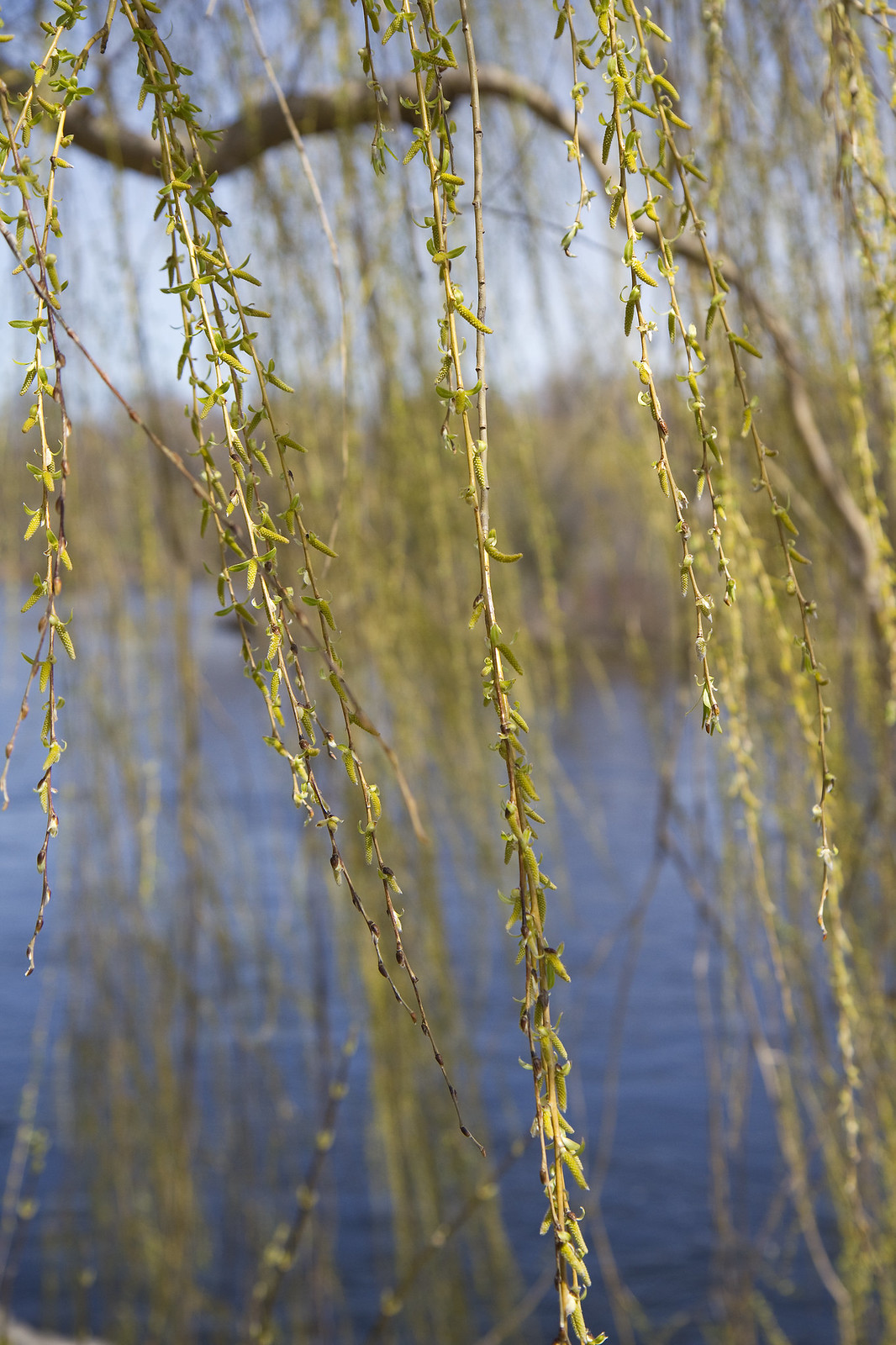 spring willow