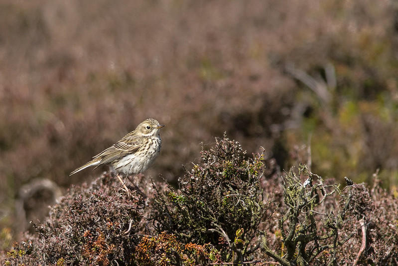 Meadow Pipt perched up on the heather moorland
