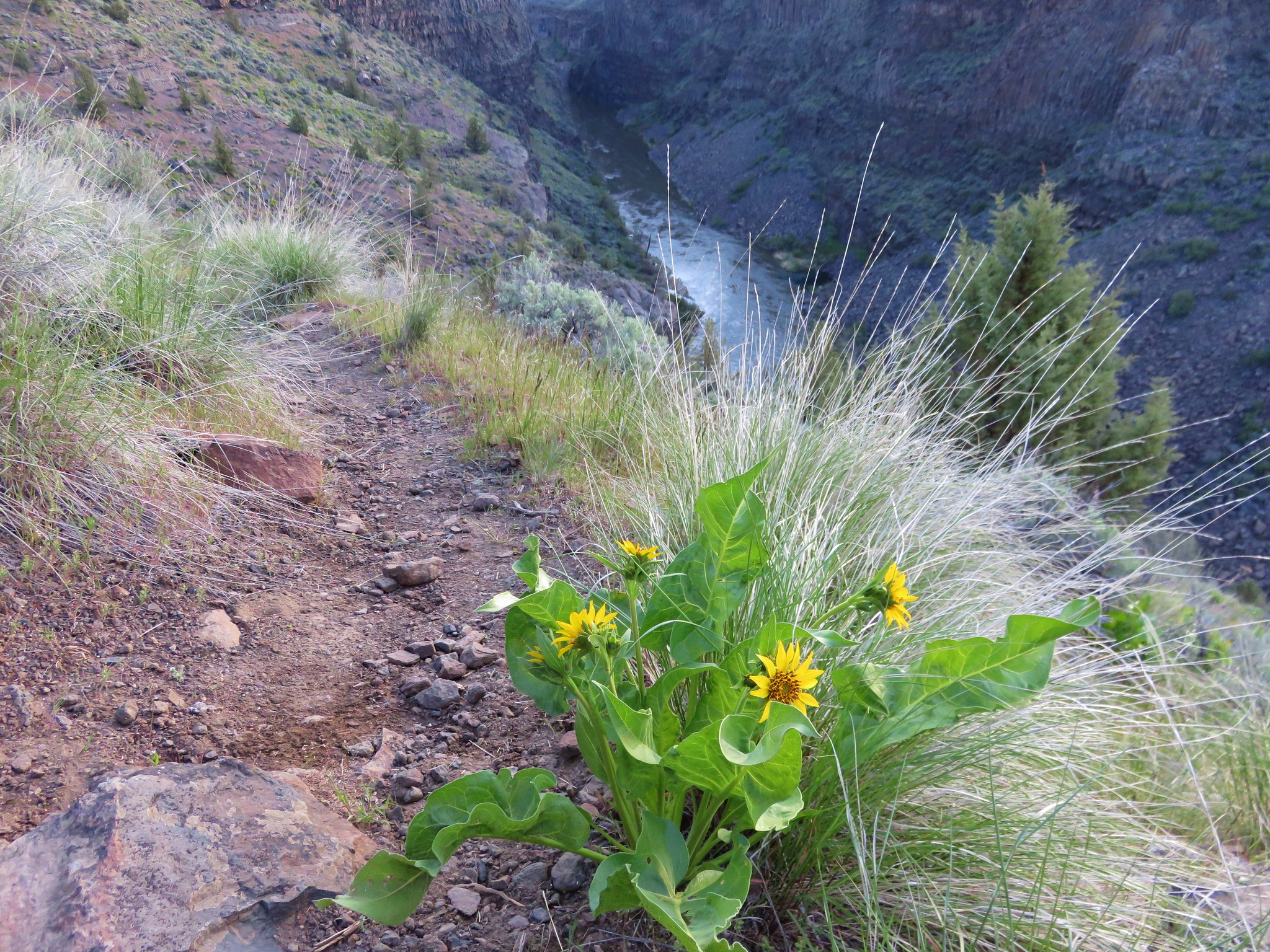 Balsamroot along the Pink Trail