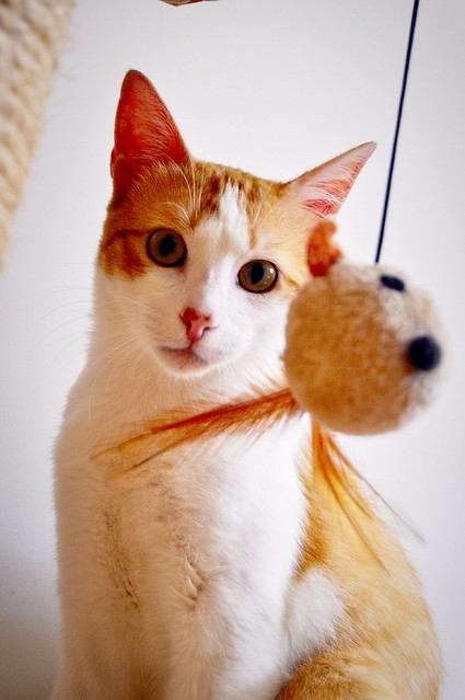 Víctor, gatito blanco y naranja muy dulce esterilizado, nacido en Agosto´16, en adopción. Valencia. ADOPTADO. 34252332822_9a6a91b7c3_z