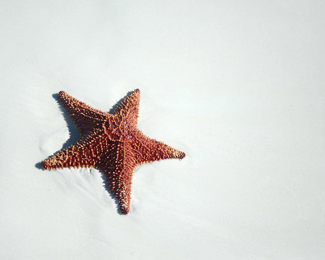Estrella de mar posada en la arena de playa Sirena