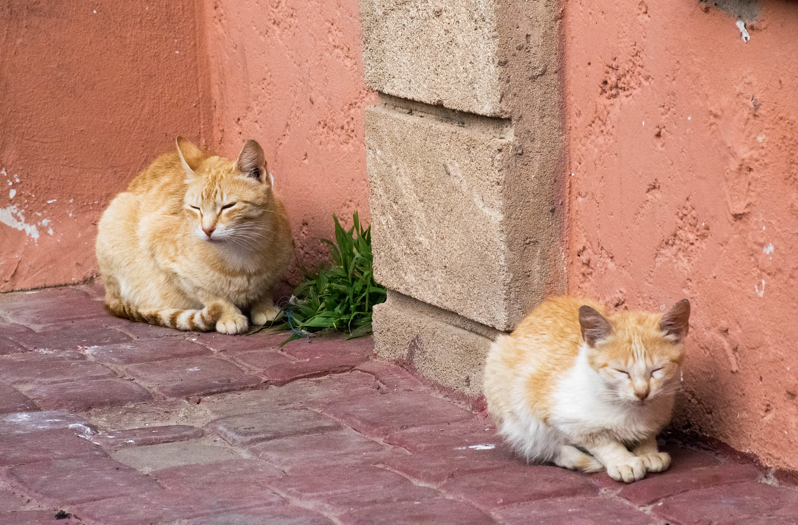 cats in Morocco