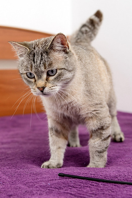 Byron, un bellezón de gato siamés tabby súper bueno esterilizado, nacido en Agosto´13, en adopción. Valencia. ADOPTADO. 34555520775_49e7f993ee_z