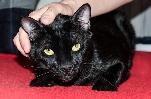 Apolo, gato negro bellísimo y mimosón esterilizado, nacido en Agosto´15, en adopción. Valencia. ADOPTADO. 34609445215_94fbe30f04