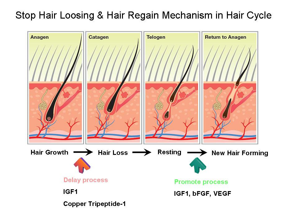 遺傳性禿頭怎麼辦？掉髮禿頭的問題讓人煩惱，真皮層基質生髮植髮術來幫助您！美上美皮膚科改善您禿頭掉髮的問題，真皮層基質生髮植髮術重新讓您擁有茂密的頭髮！