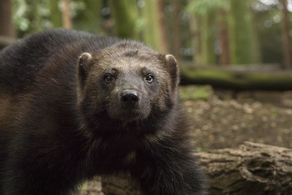 Incredibly rare shots of a wolverine were taken by photographer Sam Hobson on the Sony RX10 III, which features an extended 600mm super-telephoto zoom lens and silent shutter capability, to ensure the endangered animal was not disturbed