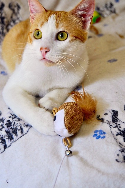 Víctor, gatito blanco y naranja muy dulce esterilizado, nacido en Agosto´16, en adopción. Valencia. ADOPTADO. 34252332802_50c4edf805_z