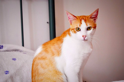Víctor, gatito blanco y naranja muy dulce esterilizado, nacido en Agosto´16, en adopción. Valencia. ADOPTADO. 34252396352_970e7719b5