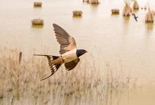 Swallow in flight (wide angle lens)