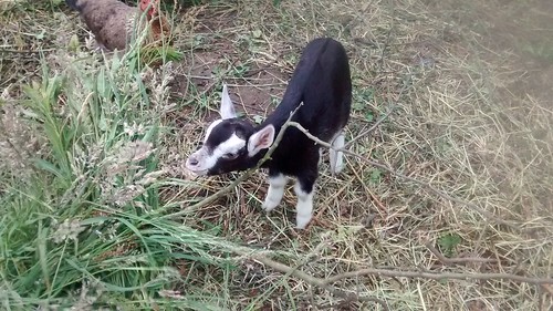 Whinnie goat baby June 17 1