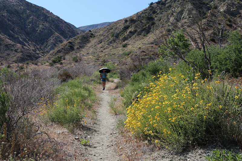 Yellow desert wildflowers are blooming along the PCT at mile 227