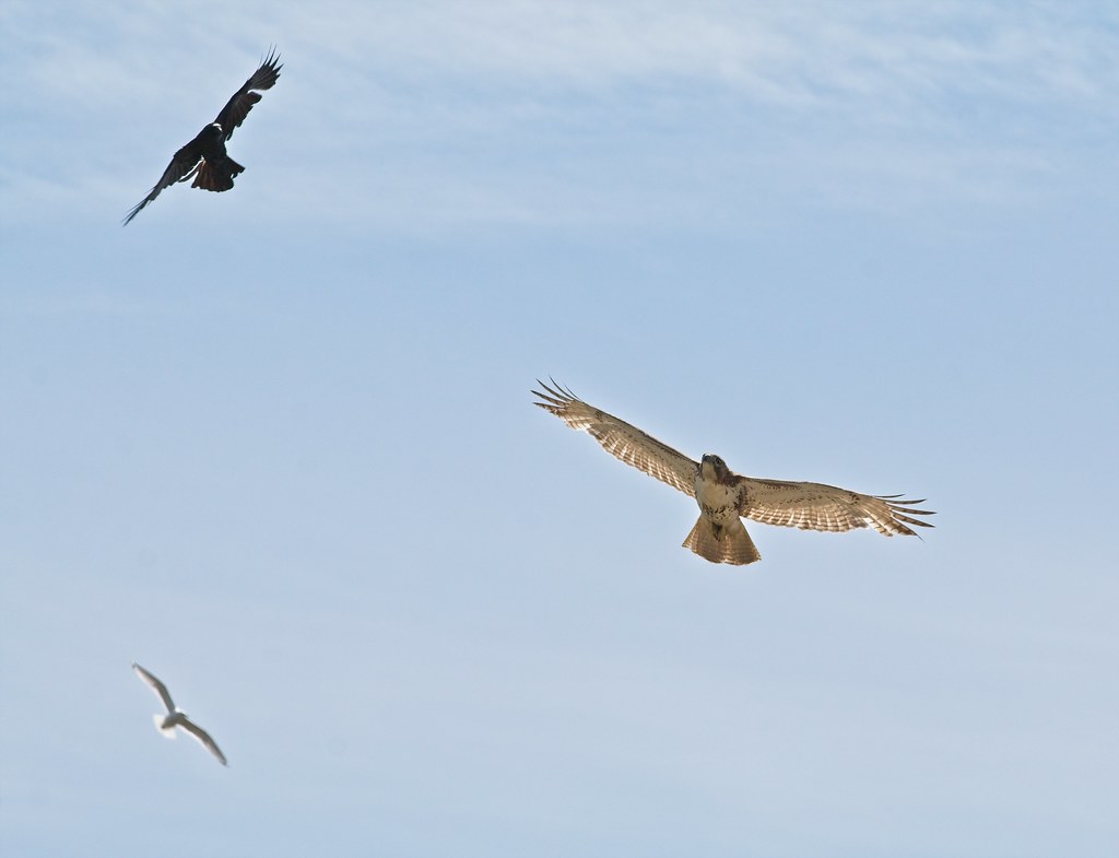 Crow, red-tailed hawk and gull