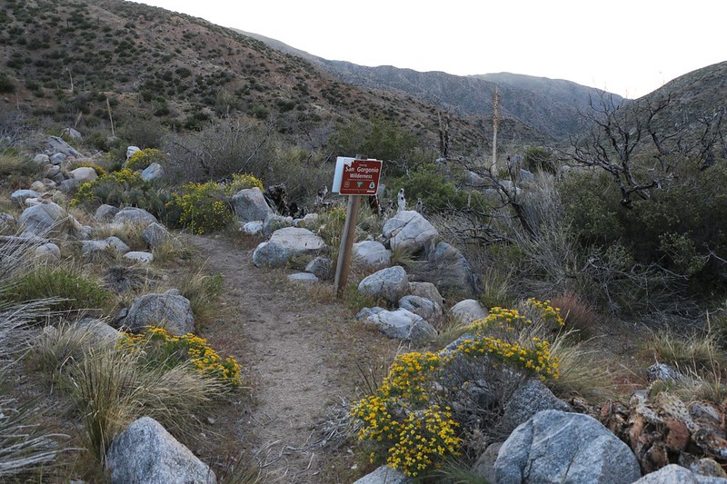 Wildflowers blooming as we enter the San Gorgonio Wilderness along the North Fork of Mission Creek