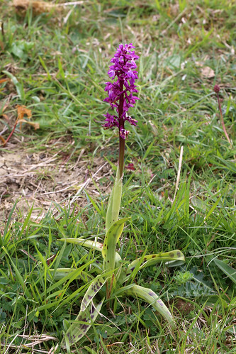 Early Purple Orchid Orchis mascula