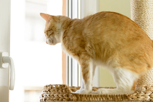 Robin, gato blanco y naranja guapo y súper dulce esterilizado, +inmunodeficiencia nacido en Marzo´15, en ADOPCIÓN ESPECIAL. Valencia. ADOPTADO. 34581634351_baa47195f9